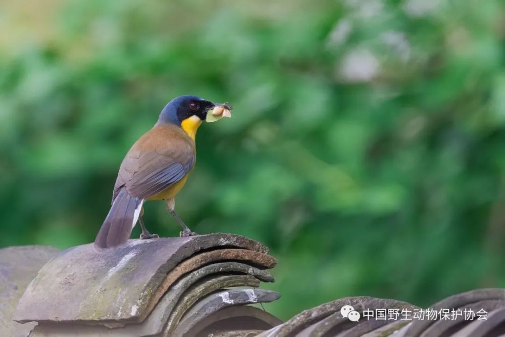 野生世界丨藍冠噪鶥——世界上最神秘最珍稀的鳥類之一