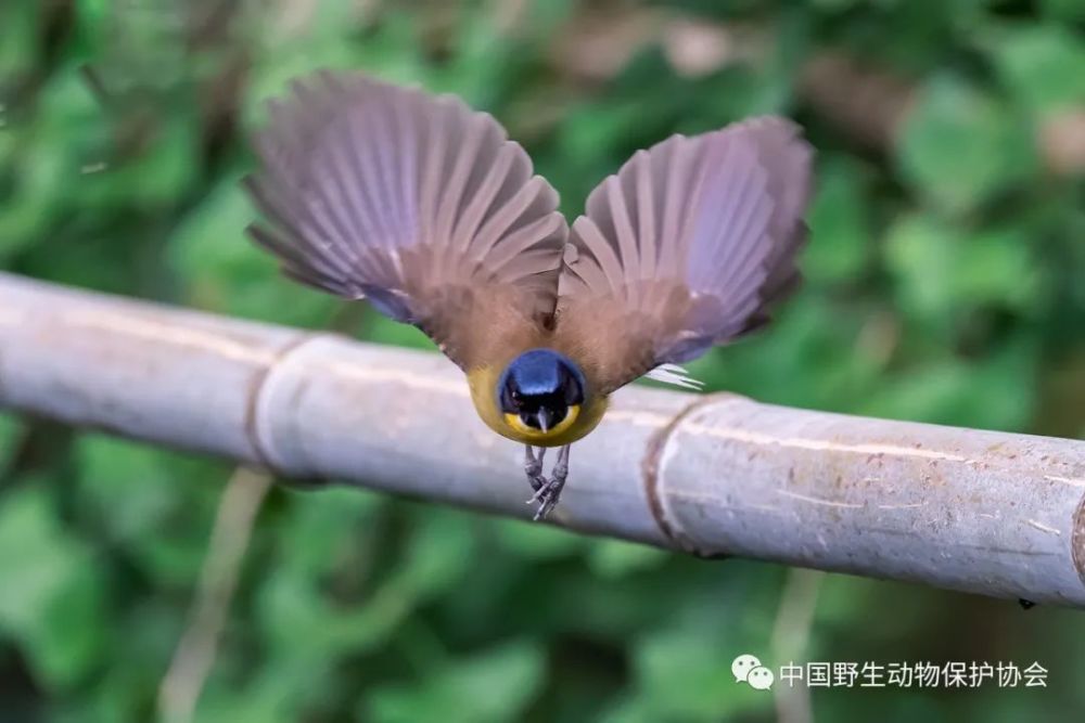 野生世界丨蓝冠噪鹛世界上最神秘最珍稀的鸟类之一