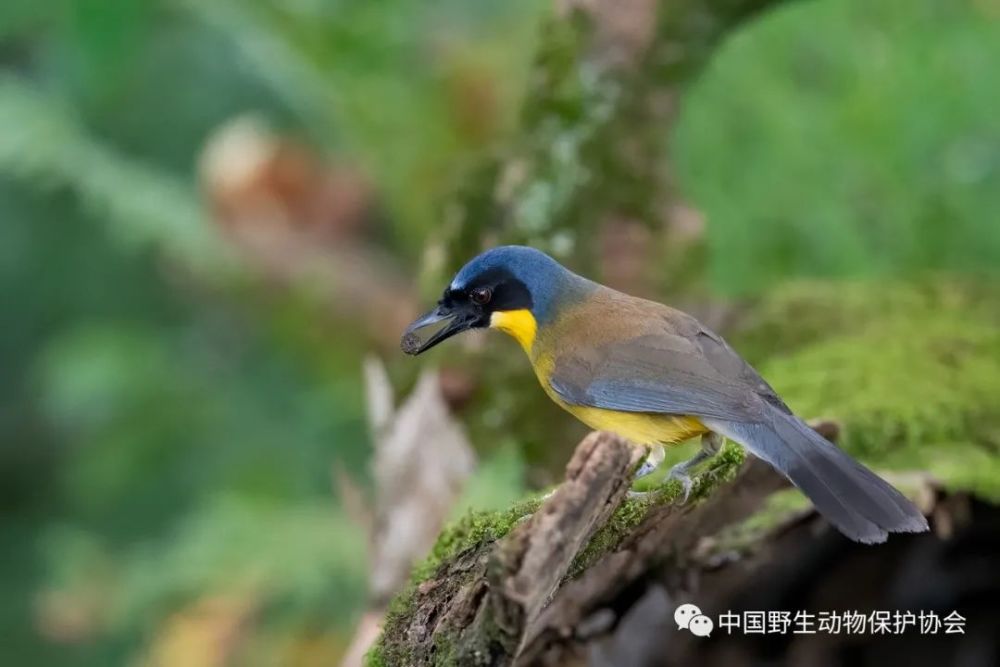 野生世界丨蓝冠噪鹛——世界上最神秘最珍稀的鸟类之一