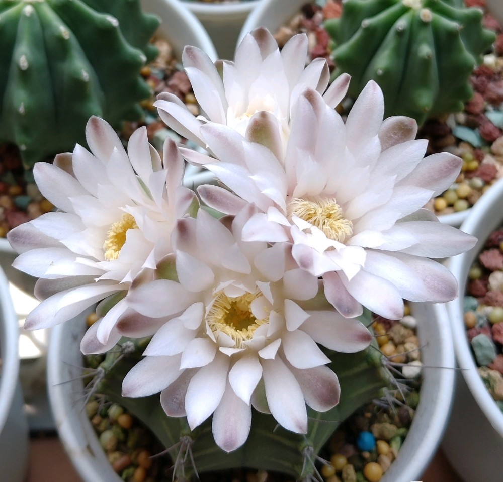 夏天养花 养棵 瑞云牡丹 吧 漂亮又好养的仙人球 三季有花开 腾讯新闻