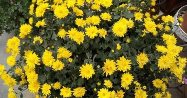 夏季养夏菊 打理简单 植株抗晒喜旱 天热花开不断 夏菊 植株 花蕾