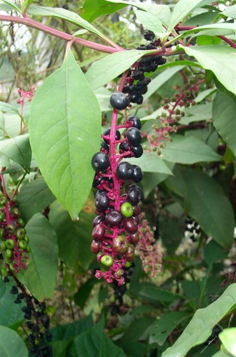 目前商陆在我县多为野生,偶有少量种植;据说我县上世纪70年代引种过
