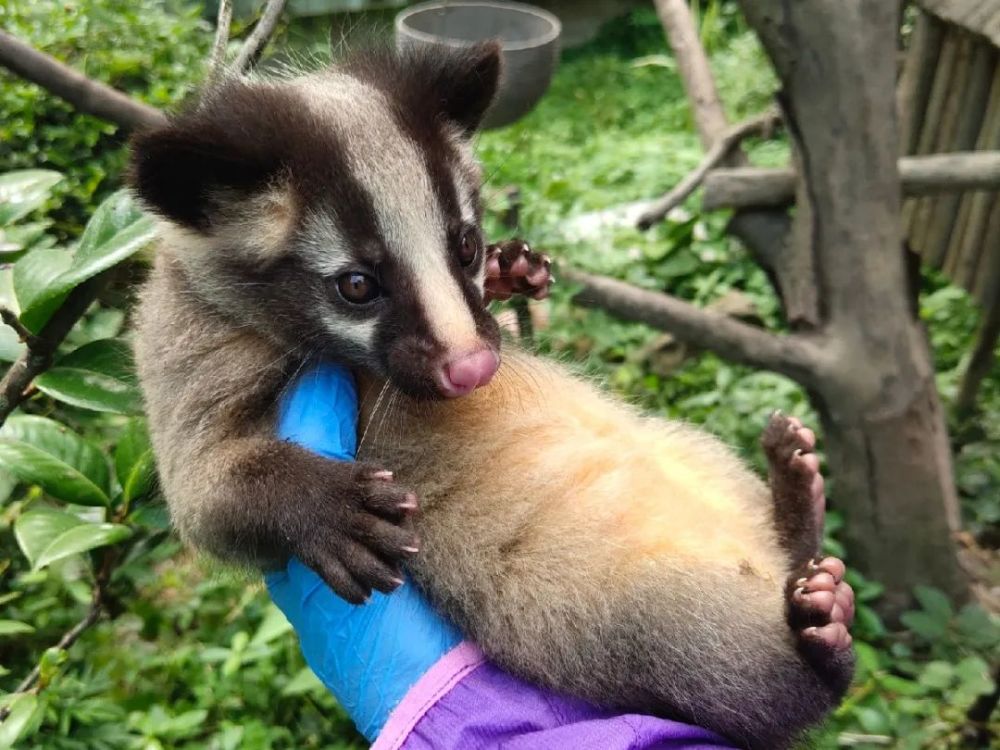 上海動物園果子狸展區喜迎