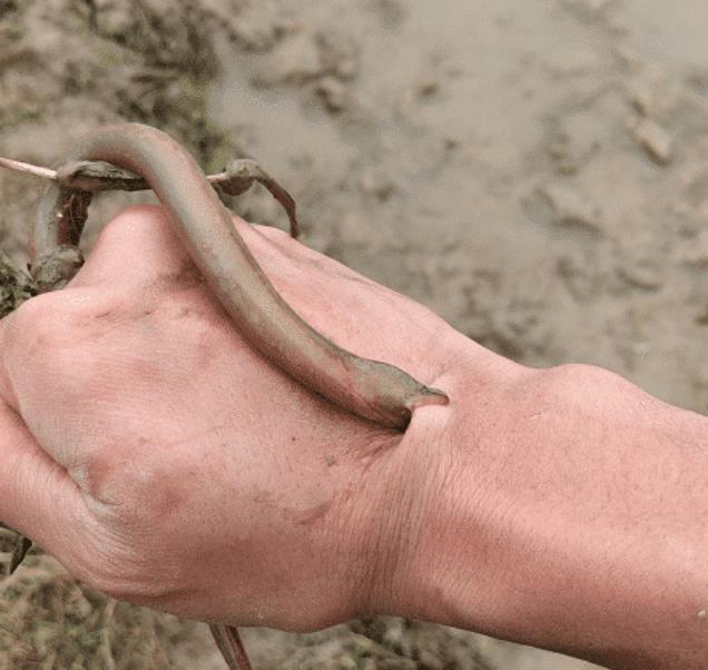 本来觉得这条黄鳝太小了,想着放生呢,谁知道还被黄鳝咬了一口,真是太
