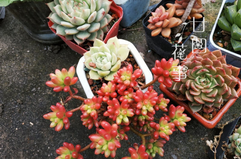 夏天养多肉 绕不开遮阴 一文详解多肉植物夏天遮阴的注意事项 腾讯新闻