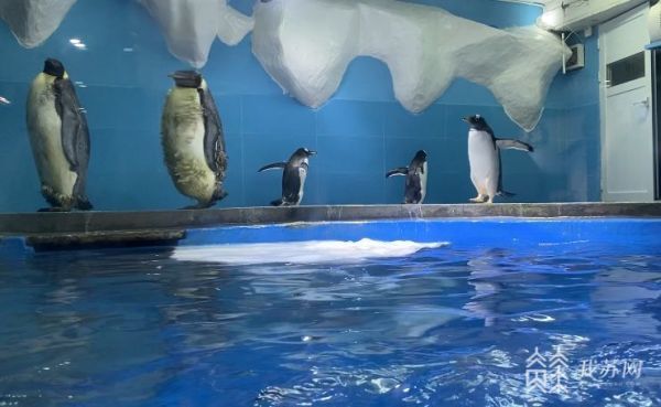 南京海底世界企鹅家族再添新成员4只巴布亚企鹅正式落户