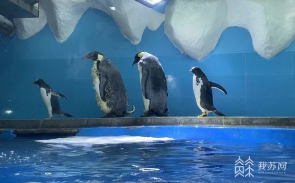 南京海底世界企鹅家族再添新成员4只巴布亚企鹅正式落户