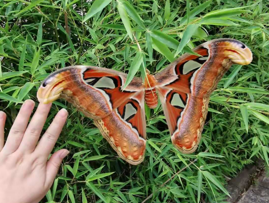 (简南俊)6月5日,据一女子消息称,云南玉溪的朋友在草丛中发现一只大蛾