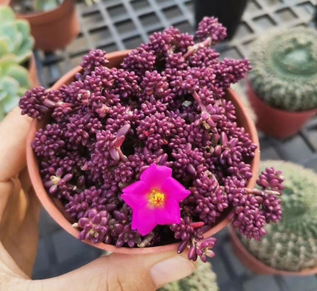 紫米粒多肉易度夏,初夏一直开到深秋,肥美又鲜艳,谁养谁喜欢