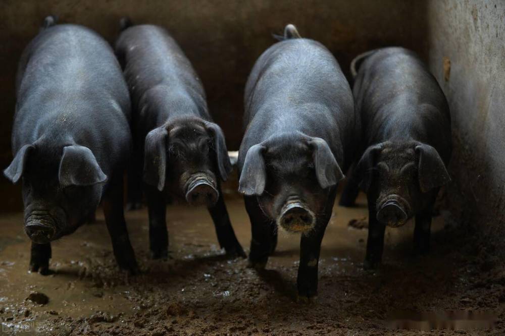 黄淮海黑猪:本地猪中的精英,猪八戒的原型,为何难觅你的影踪?