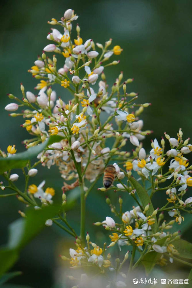 花开齐鲁|黄白色小花风中摇曳!济南泉城公园南天竹开花,美极了