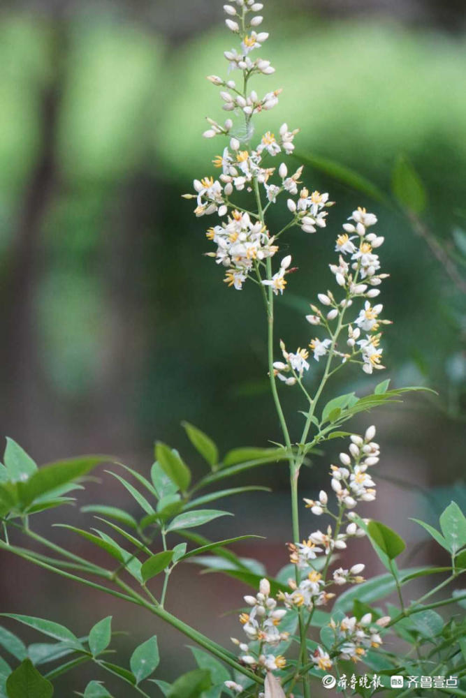 花开齐鲁黄白色小花风中摇曳济南泉城公园南天竹开花美极了