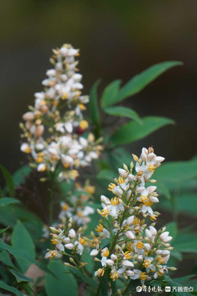 花开齐鲁|黄白色小花风中摇曳!济南泉城公园南天竹开花,美极了