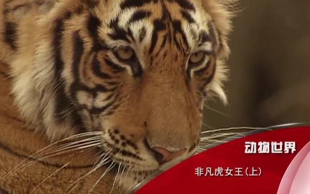 小时候的我们并不知道《动物世界》背后的解说是谁,但是他的声音却