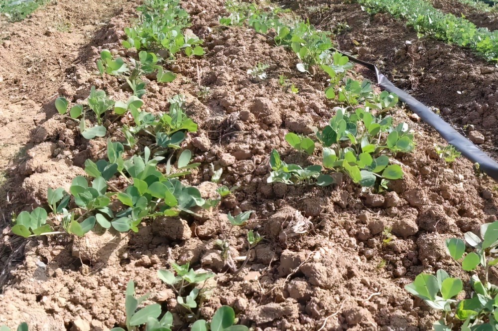 花生出苗后,如何防治虫害?做对了,幼苗健壮,长势好