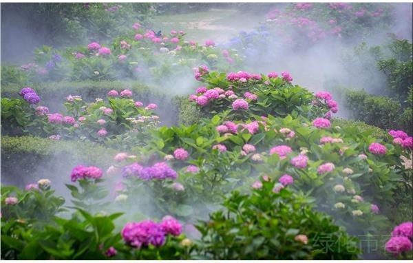 共青森林公园21八仙花展进入最佳赏花期 腾讯新闻
