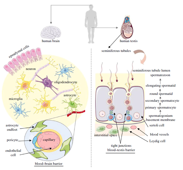 研究证明:男人真是下半身思考动物