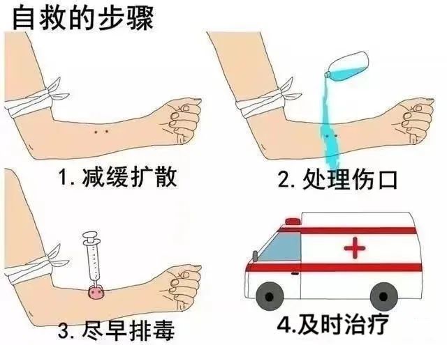 校园安全篇夏季蛇虫防范指南