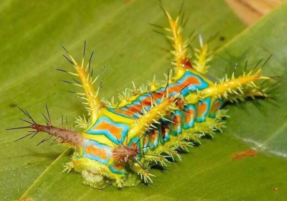 所以这种洋辣子最后变成了一种飞蛾,并不是蝴蝶,没有想象中那么漂亮