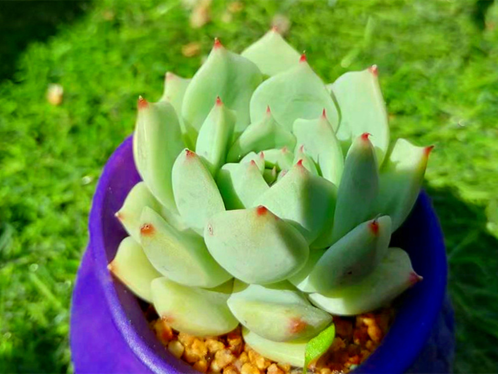 养好多肉不容易,因为每棵多肉都有它的脾气,要从这些方面了解