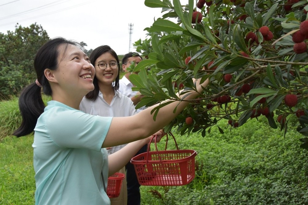 榮縣千畝楊梅熟了 等你來摘_騰訊新聞