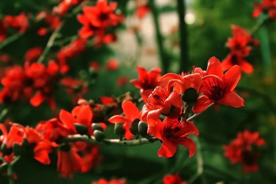 每日好诗词 长街十里木棉红 落落英姿正气雄 腾讯新闻