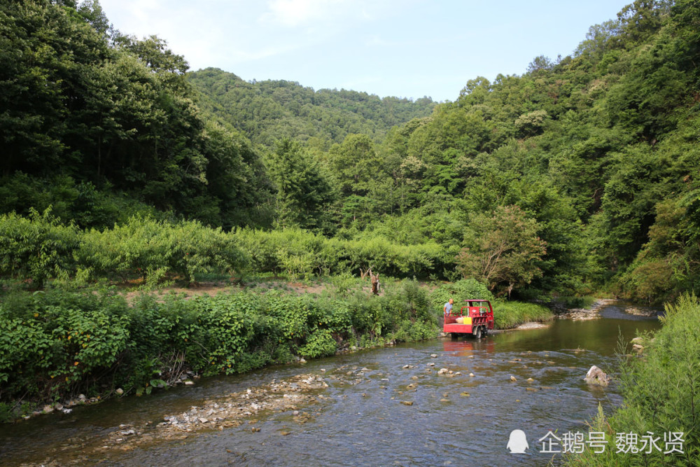 70后男子从不去外面打工 留守秦岭种桃养猪养鸡 日子越过越红火 腾讯新闻