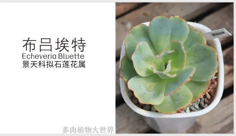 布吕埃特 景天科拟石莲花属多肉植物 中大型 好养皮实 腾讯新闻