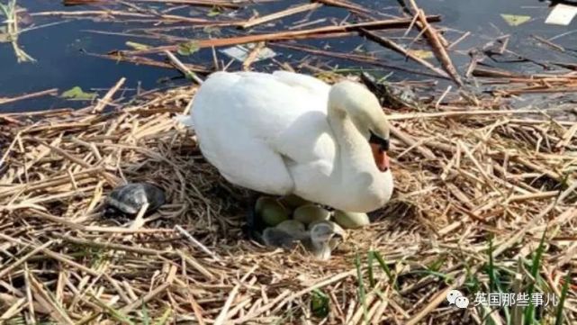 天鹅妈妈突然离世单亲爸爸又当爹又当妈拉扯几个娃画面超暖