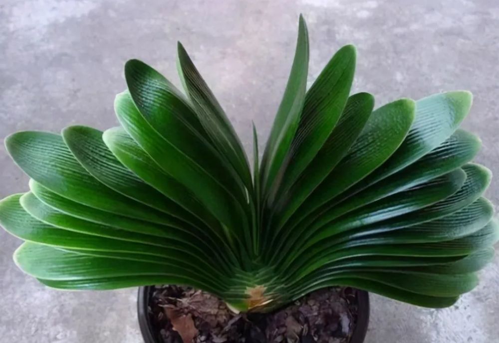 养君子兰有三不放这是前提条件能让君子兰叶子油亮整齐