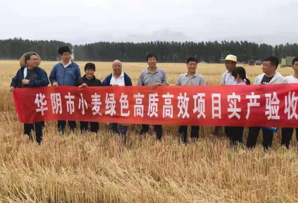 铜川选育的种子铜麦6号刷新全省小麦单产最高纪录