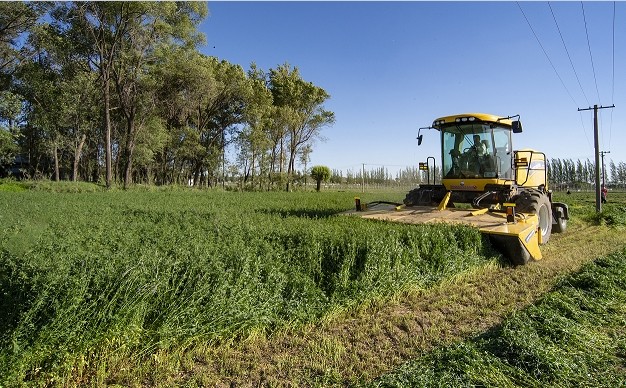 榆阳区3500亩紫花苜蓿开镰收割_腾讯新闻