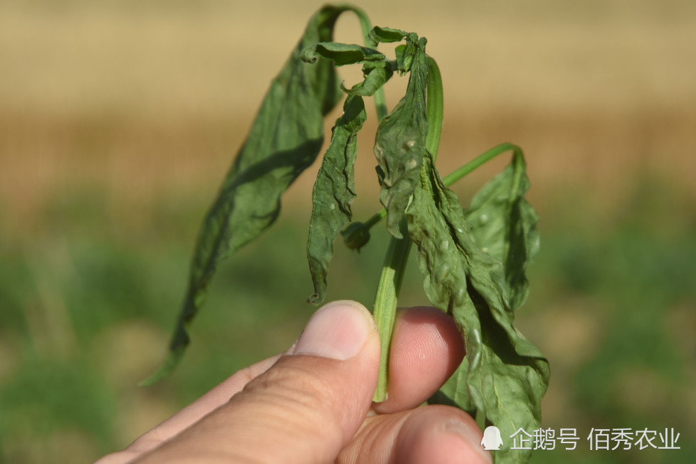 "你当前的辣椒出现的症状,既不是病害,也不是药害,而是肥害造成的