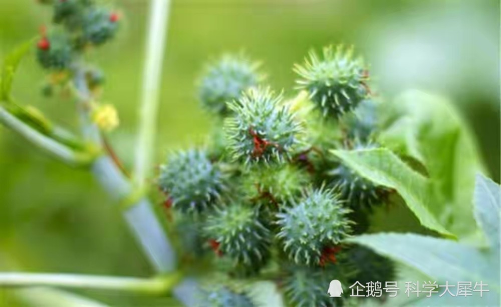 中国农村随处可见的蓖麻 竟被美国列为战略物资 到底有何用途 腾讯新闻