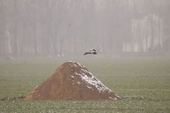 什麼是墳鳥守墳老話說墳鳥一齣子孫必富有道理嗎