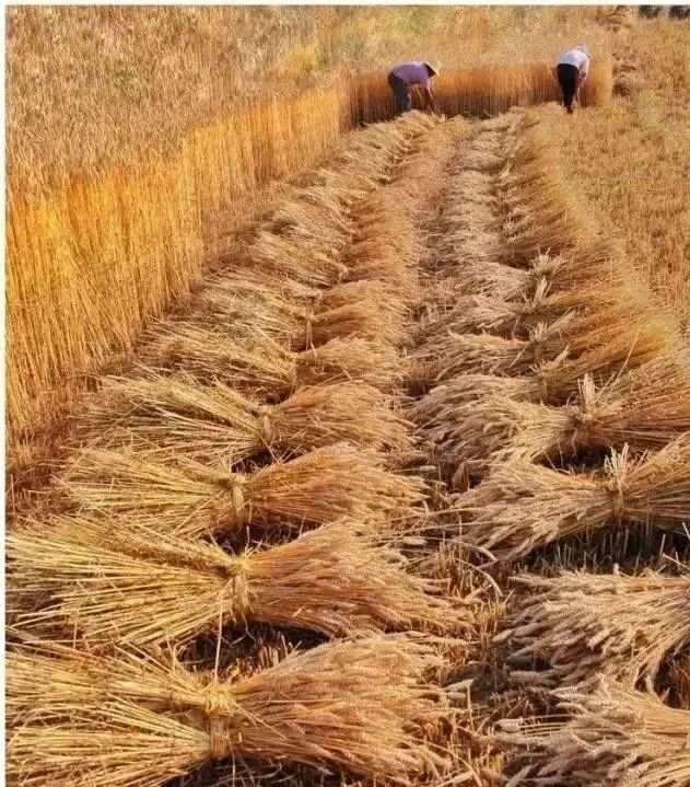 三十年前的麦收