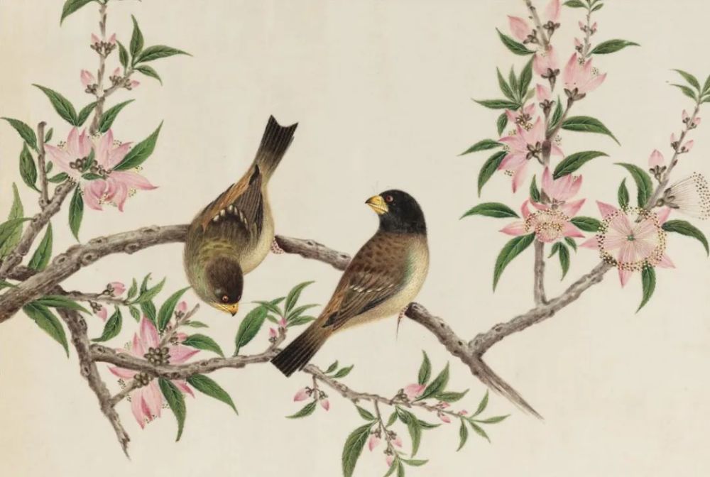 清代宫廷画家郎世宁工笔花鸟画_腾讯新闻