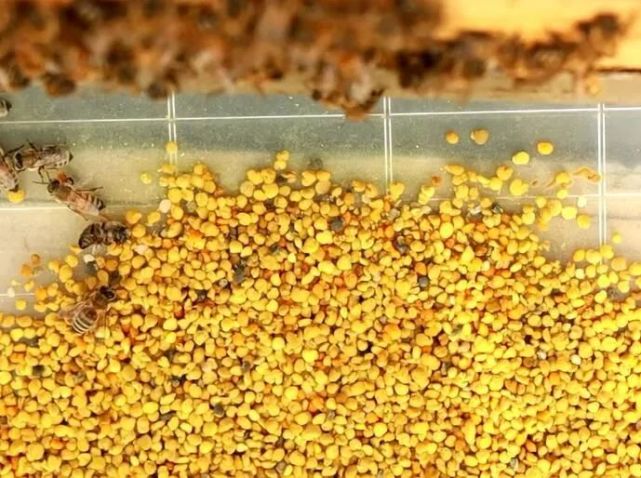 什么花的蜂花粉最好 女人喝哪种花粉好 花粉 营养 蜜蜂 蜂花粉