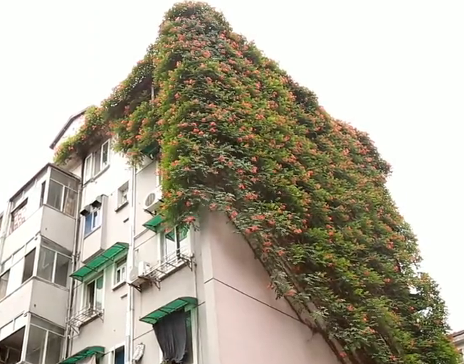 20年沉淀是爱情的模样80岁老人为老伴种下整面凌霄花墙