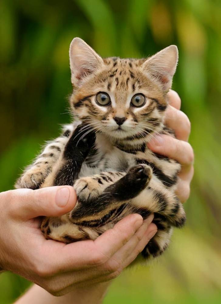 外表可爱的小猫,却是非洲小动物的噩梦,其捕猎效率远超狮子