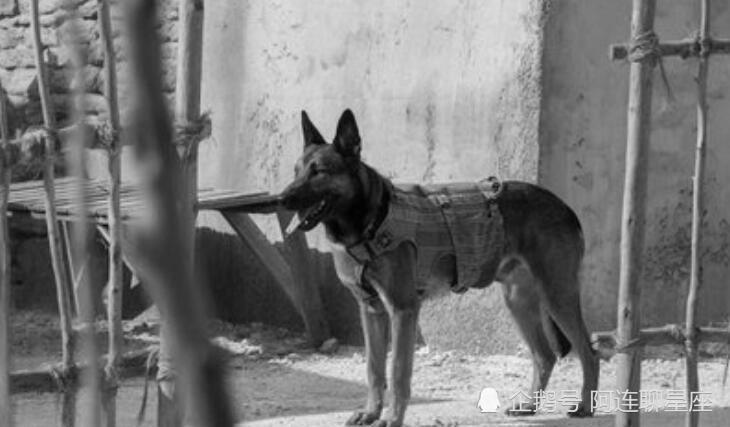 抗日軍犬電影視頻_電影軍犬麥克斯_美國軍犬電影