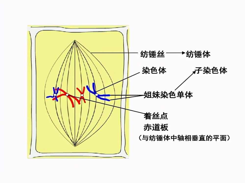 纺锤体,形似纺锤,是产生于细胞分裂前初期到末期的一种特殊细胞器