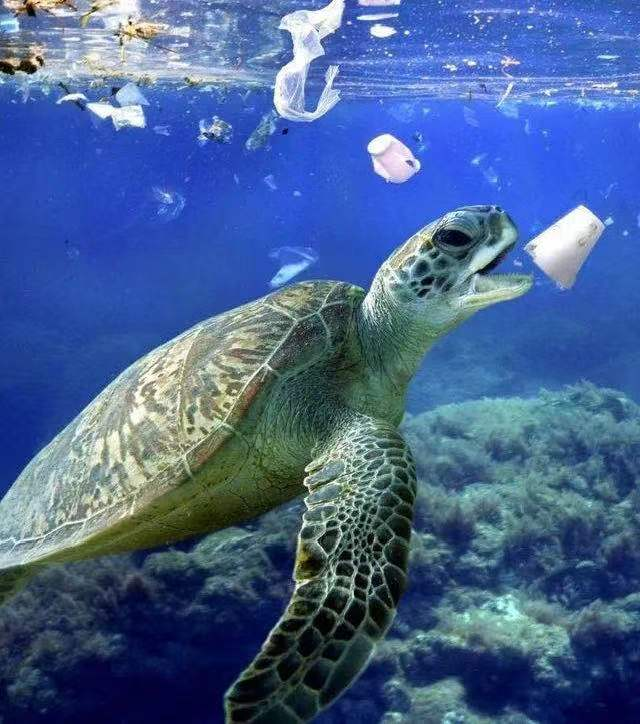 世界海洋日,用行动为保护海洋增添一份希望!