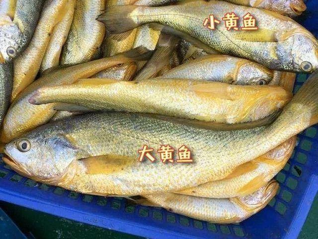 寧德吃貨測試怎麼分辨大黃魚小黃魚黃唇魚