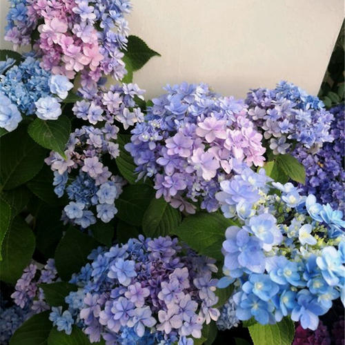 6月养绣球花 做好3点是关键 花苞窜满枝 开出层叠群花 腾讯新闻