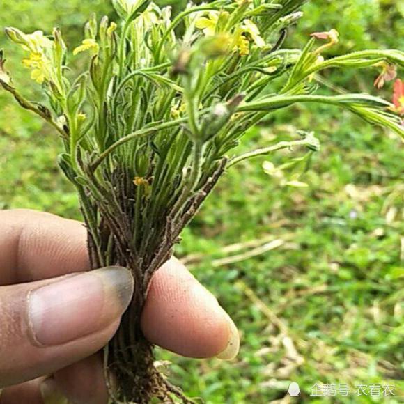 人称"孩儿草",小时候挖来换零食,如今千元一斤,你见过吗?_腾讯新闻