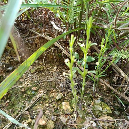人称"孩儿草",小时候挖来换零食,如今千元一斤,你见过吗?_腾讯新闻