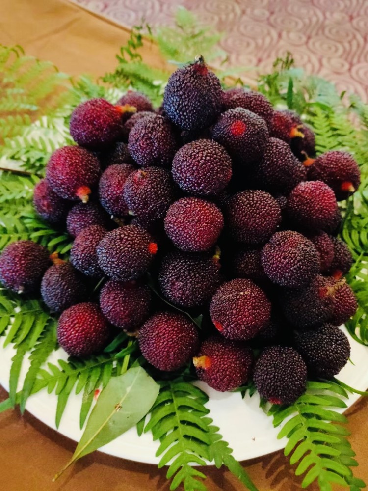 苏州太湖生态岛西山杨梅上市 本周末开始大量采摘