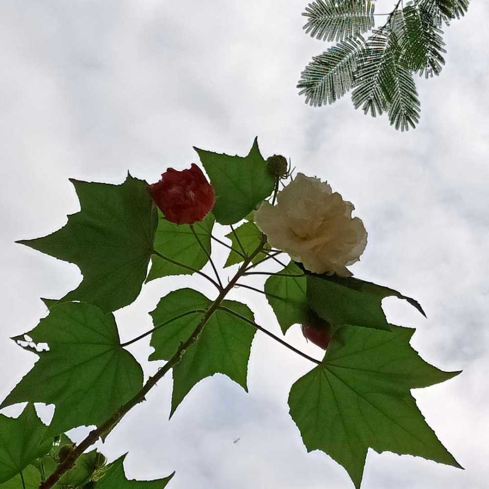 山脚下的那棵木芙蓉,再与它相约四季的,又会是谁_腾讯新闻