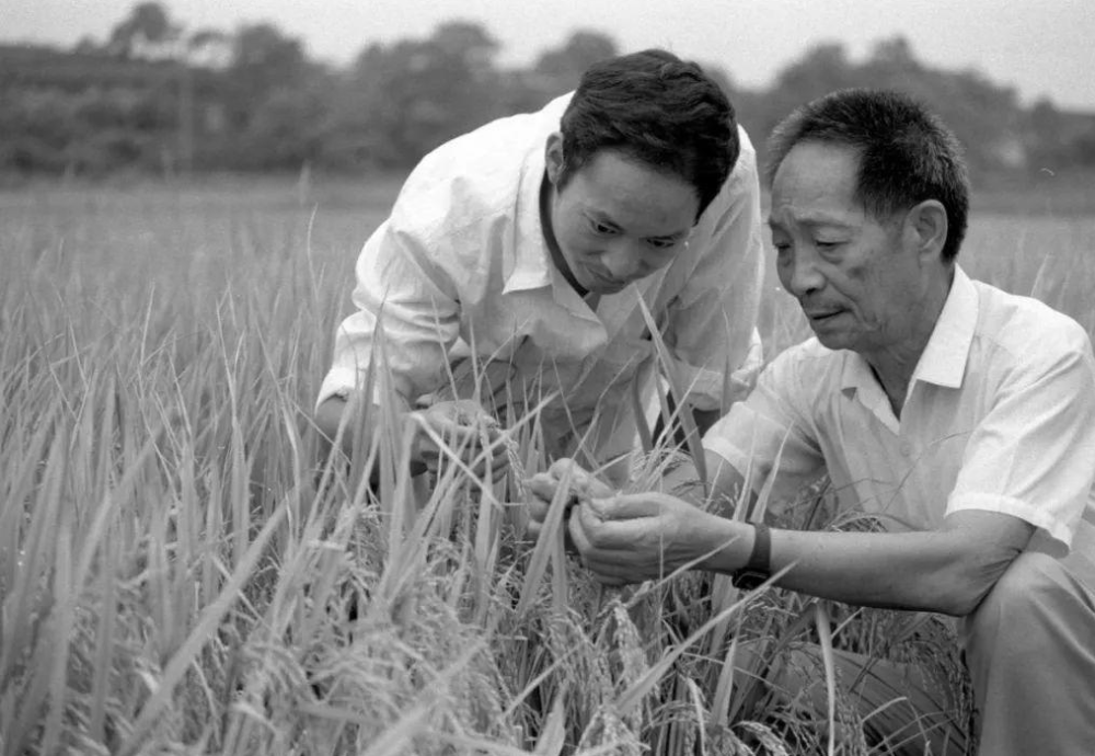 "水稻之子"袁定阳:接棒袁隆平衣钵,妻子曾被父亲拒之门外